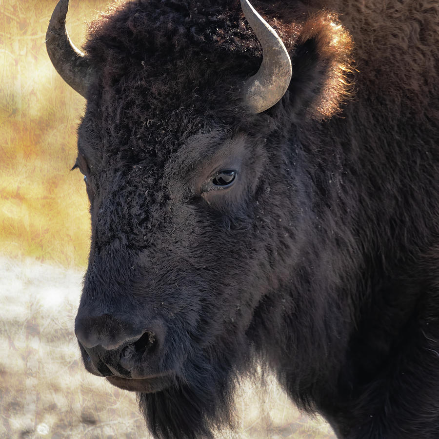 Bison Portrait Photograph by Belinda Greb