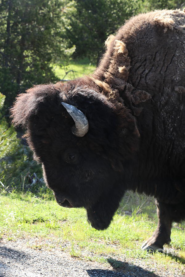 Bison Portrait  Photograph by Christiane Schulze Art And Photography