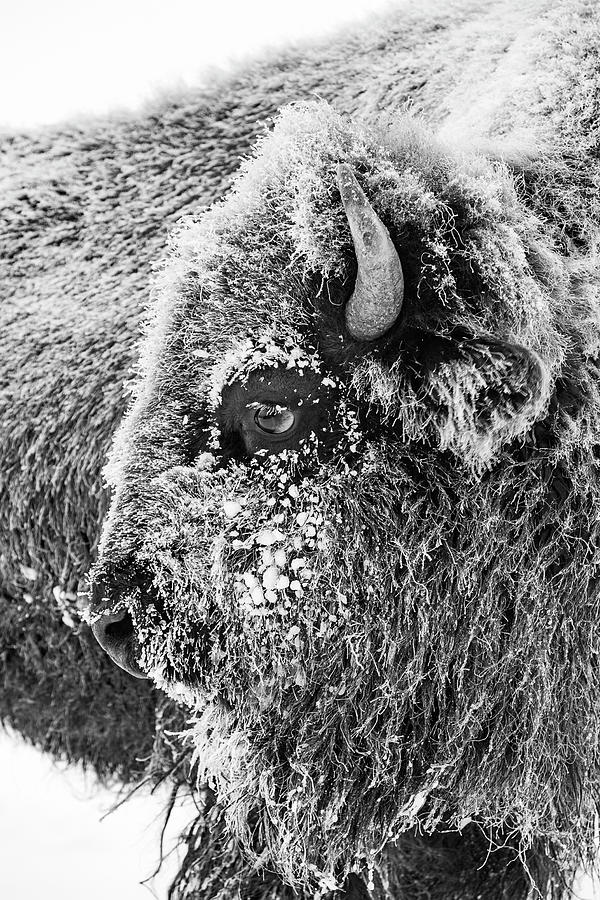 Bison portrait Photograph by D Robert Franz