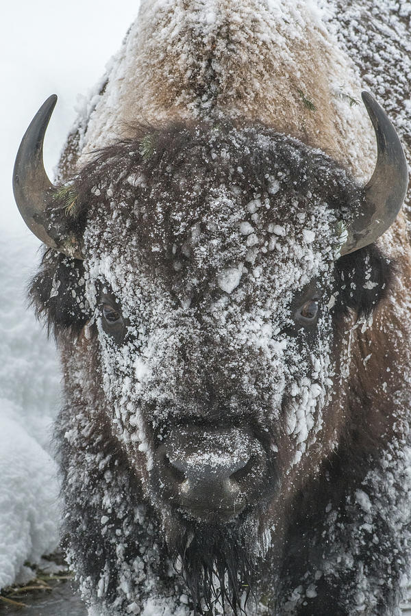 Bison Portrait II Photograph by Anita Wooldridge - Fine Art America