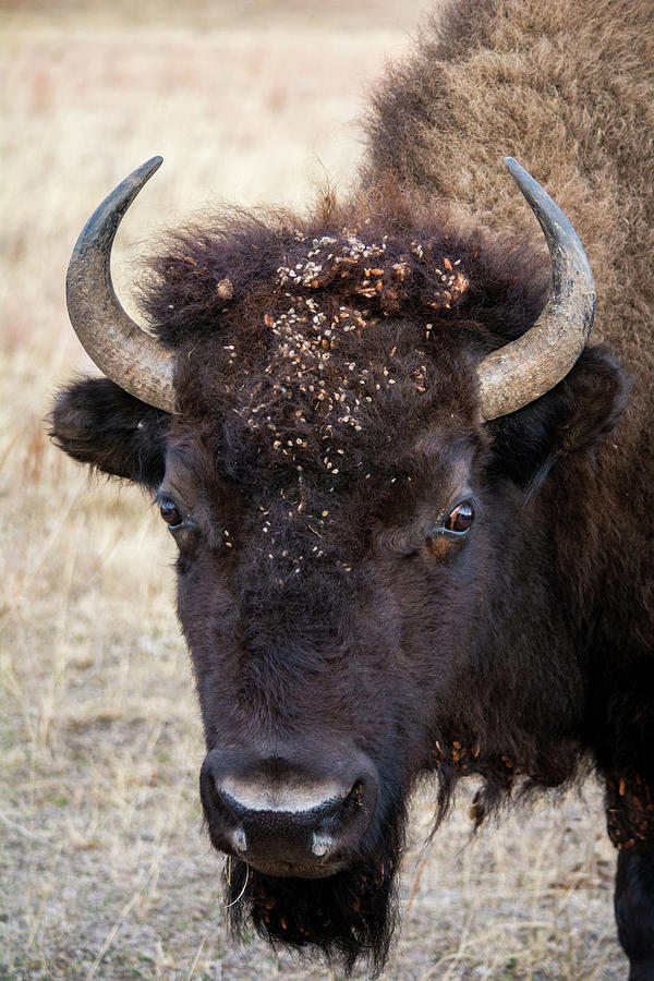 Bison Portrait Photograph by Kyle Hanson