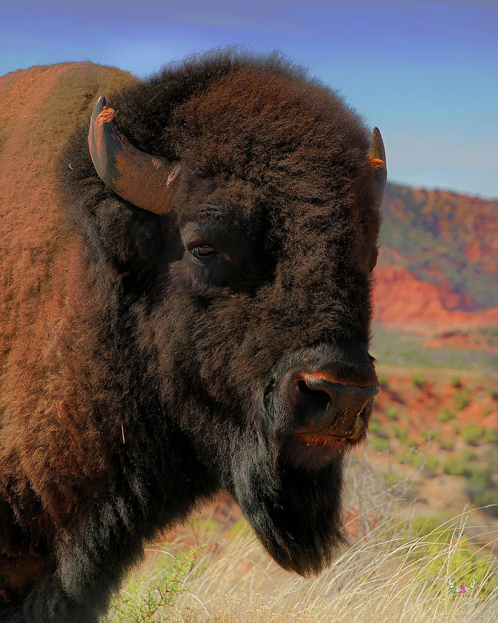 Bison Portrait Photograph by Pam Rendall