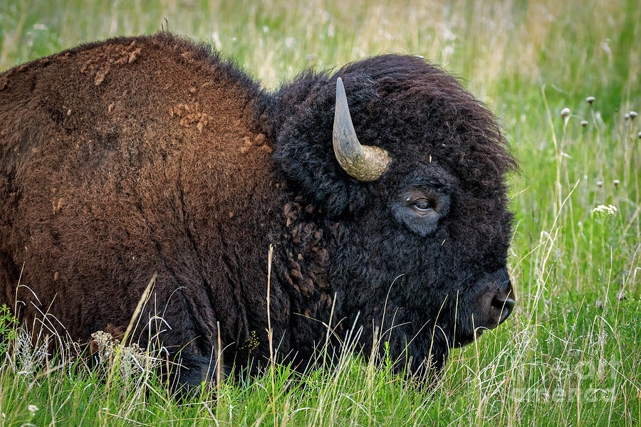 Bison Portrait Photograph by Richard Smith