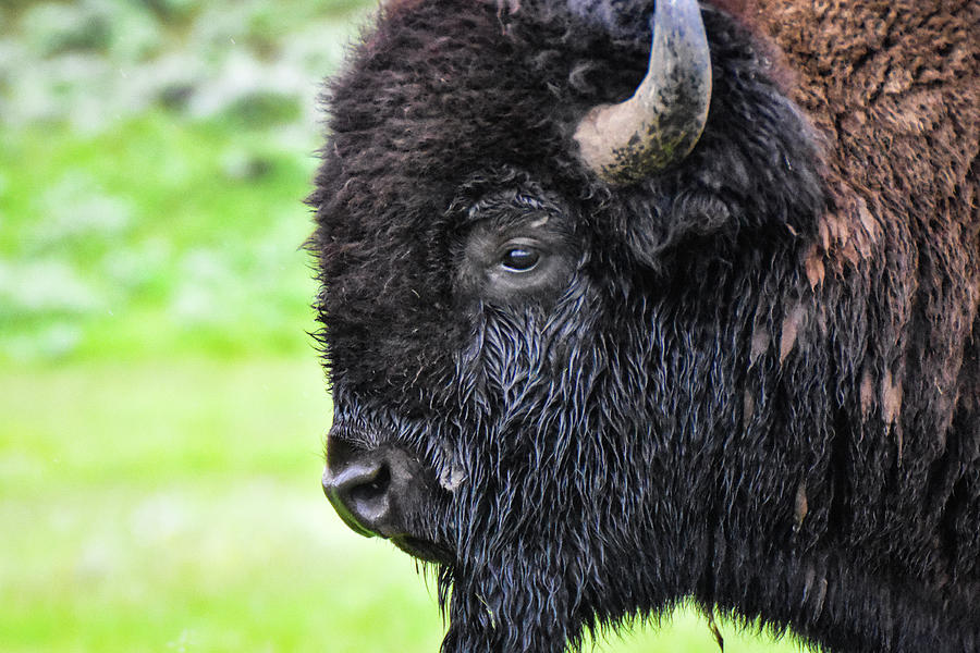 Bison Profile Photograph by Ed Stokes