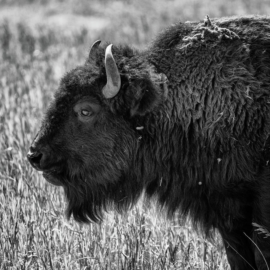 Yellowstone National Park Photograph - Bison Profile - Grand Teton National Park #3 by Stephen Stookey