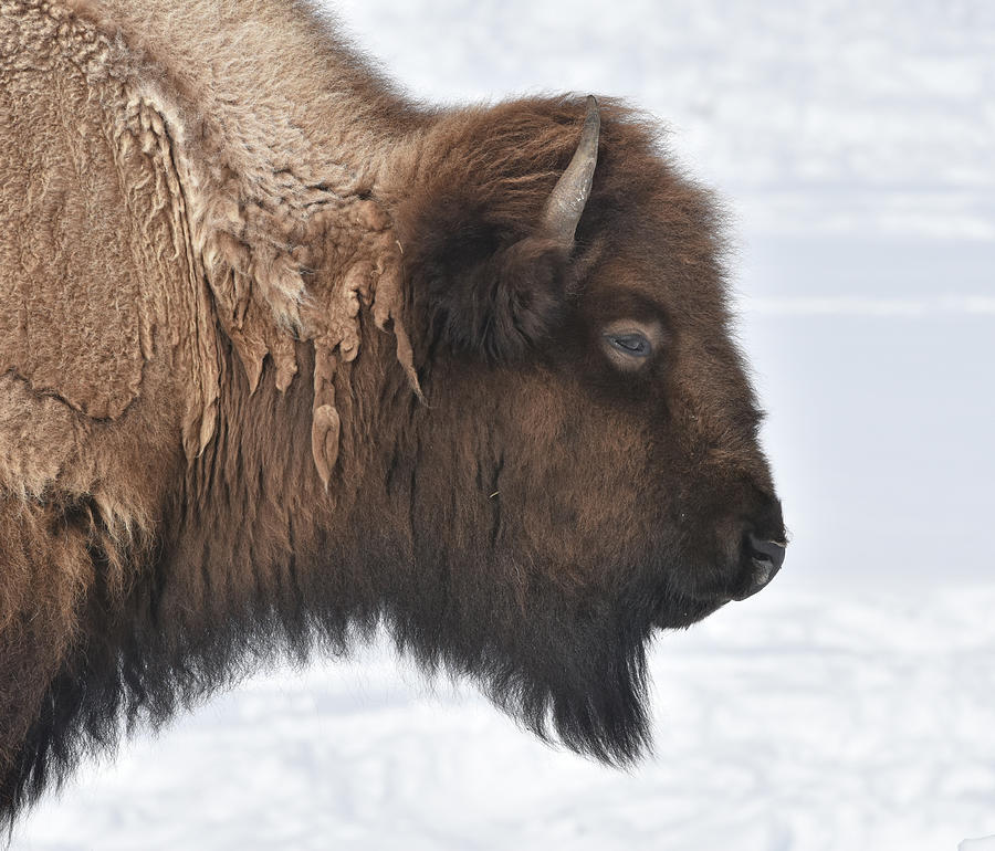 Bison Profile In Winter Photograph by Ben Foster