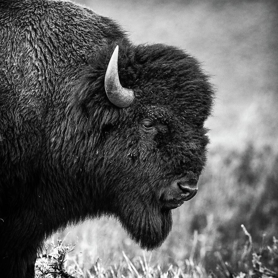 Bison Profile - Yellowstone National Park #2 Photograph by Stephen ...