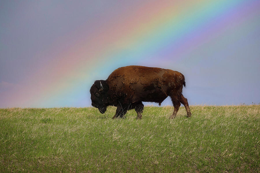 Theodore Roosevelt National Park Photograph - Bison Rainbow by Dan Sproul