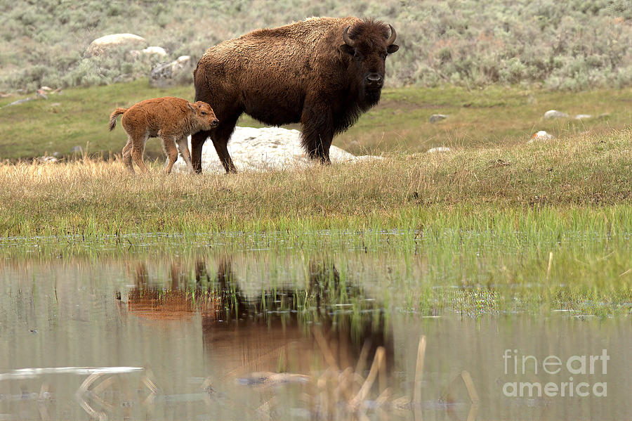 Bison Red Dog With A Wary Eye Photograph by Adam Jewell