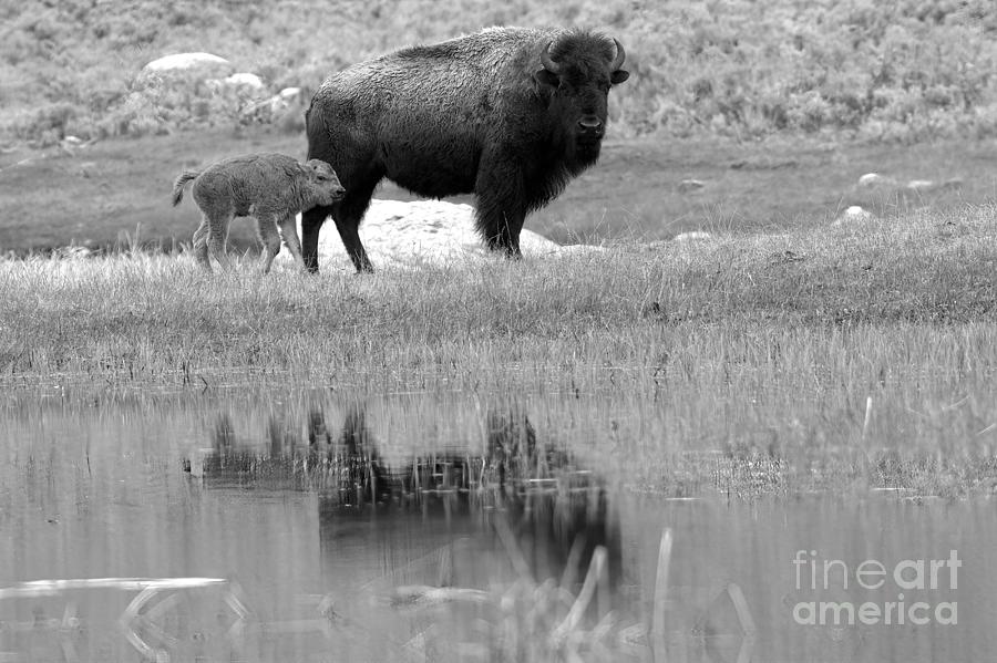 Bison Red Dog With A Wary Eye Black And White Photograph by Adam Jewell