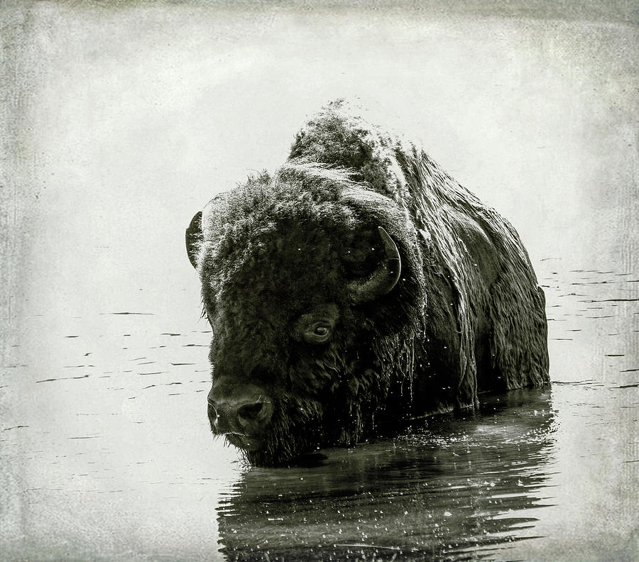 Bison Reflection Grunge Texture Photograph by Dan Sproul
