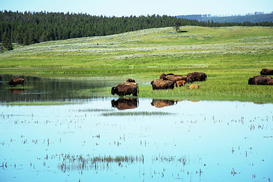 Bison Reflections in Yellowstones Hayden Valley Photograph by Bruce Gourley Bison Reflections in Yellowstones Hayden Valley Photograph by Bruce Gourley