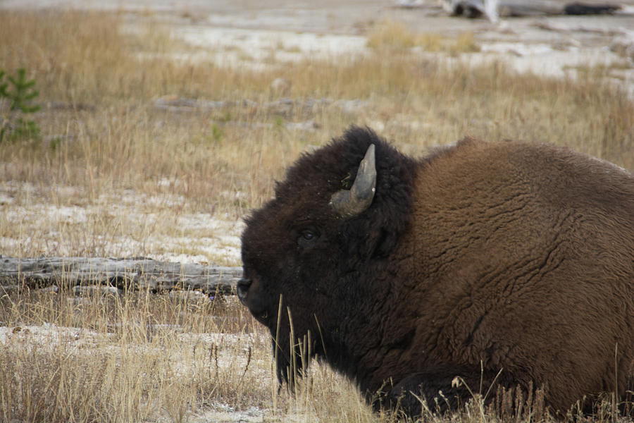 Bison Resting In Yellowstone Photograph by Pamela Williams