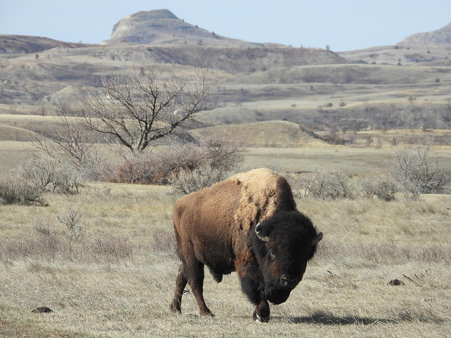 Bison Roaming Photograph by Amanda R Wright