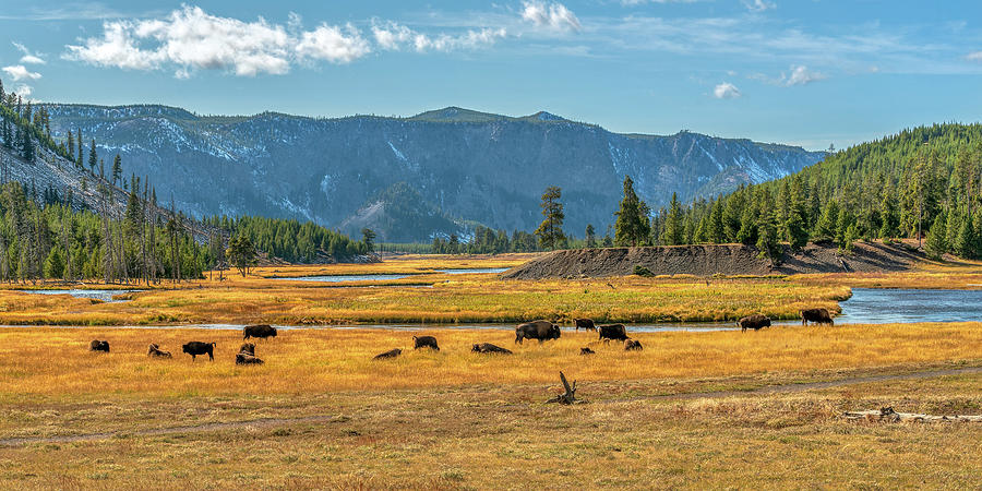 Bison Roaming Madison River in Yellowstone Photograph by Kenneth Everett
