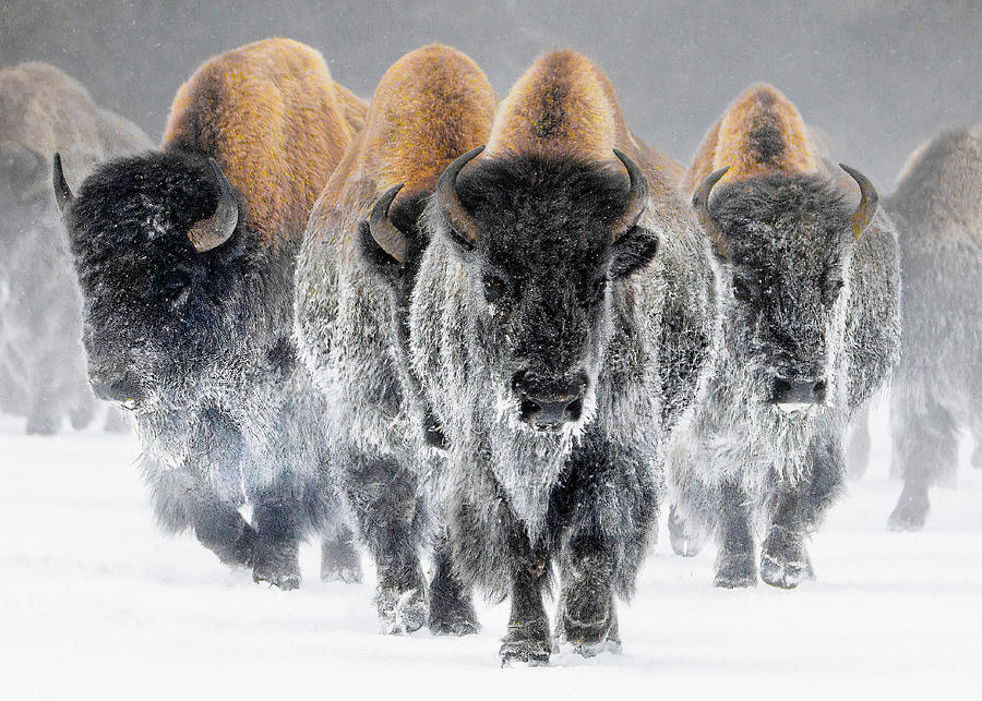 Bison Run Photograph by Jonathan Steele - Fine Art America