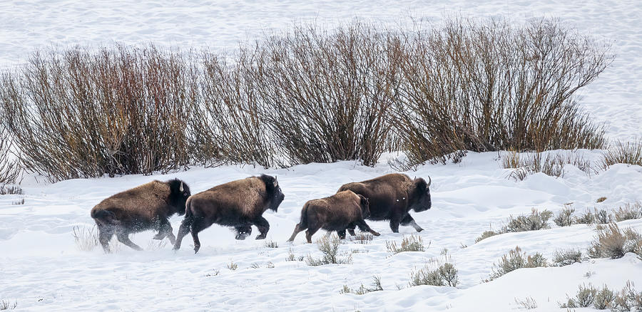 Bison Running  Photograph by Cheryl Strahl