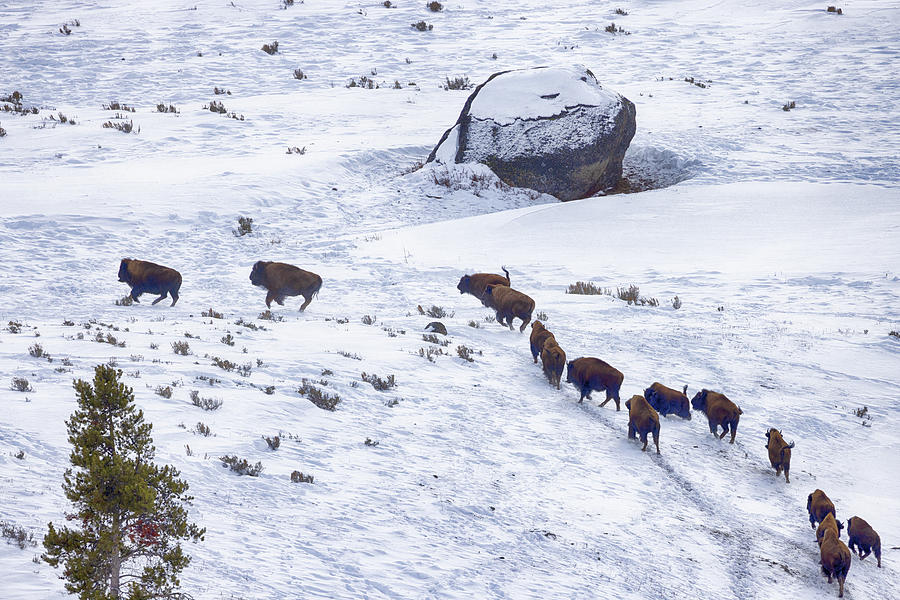 Bison Running Uphill  Photograph by Cheryl Strahl