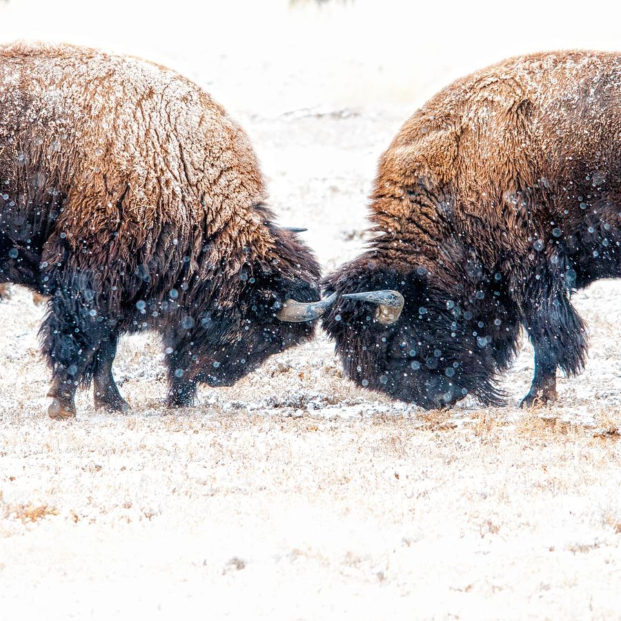 Bison snow fight Photograph by Edgar Estrada