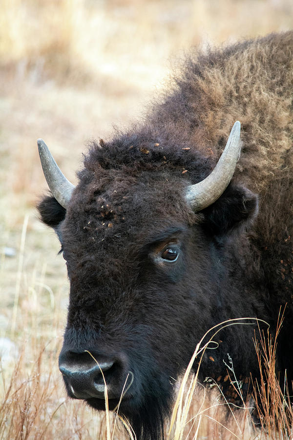 Bison South Dakota Portrait Photograph by Kyle Hanson