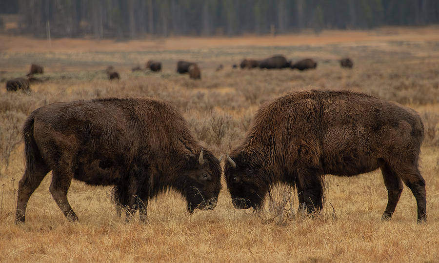 Bison Stand Off, Yellowstone National Park Photograph by Marcy Wielfaert