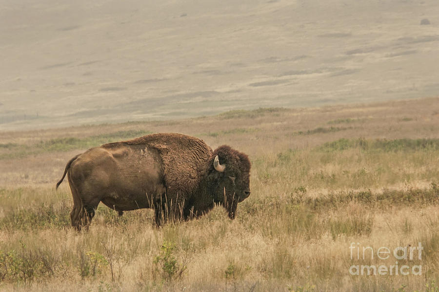 Bison Standing Alone Photograph by Nancy Gleason