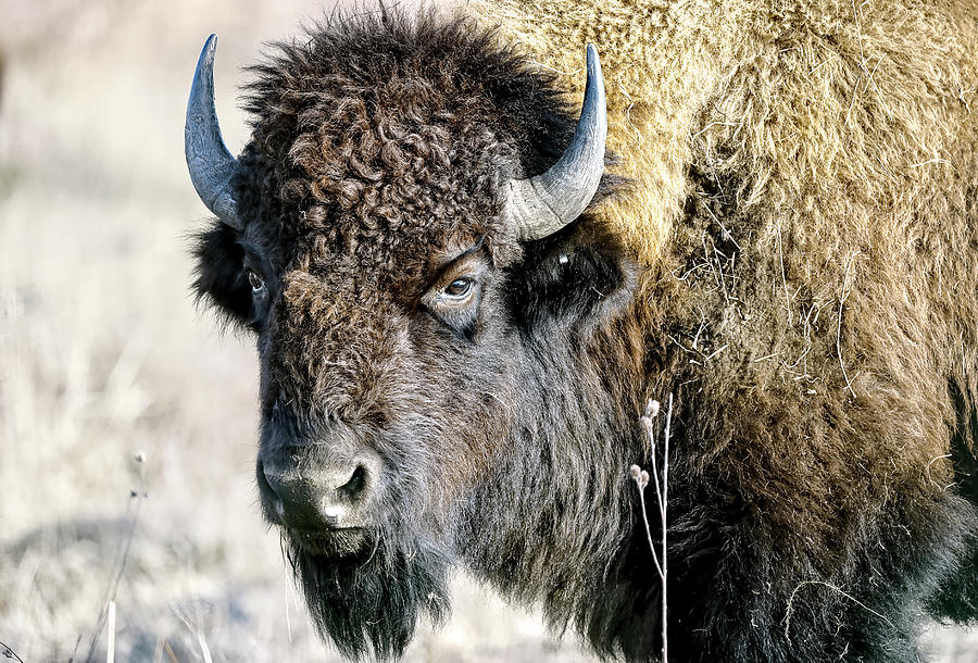 Bison Stare Down Photograph by Susan Nix - Fine Art America