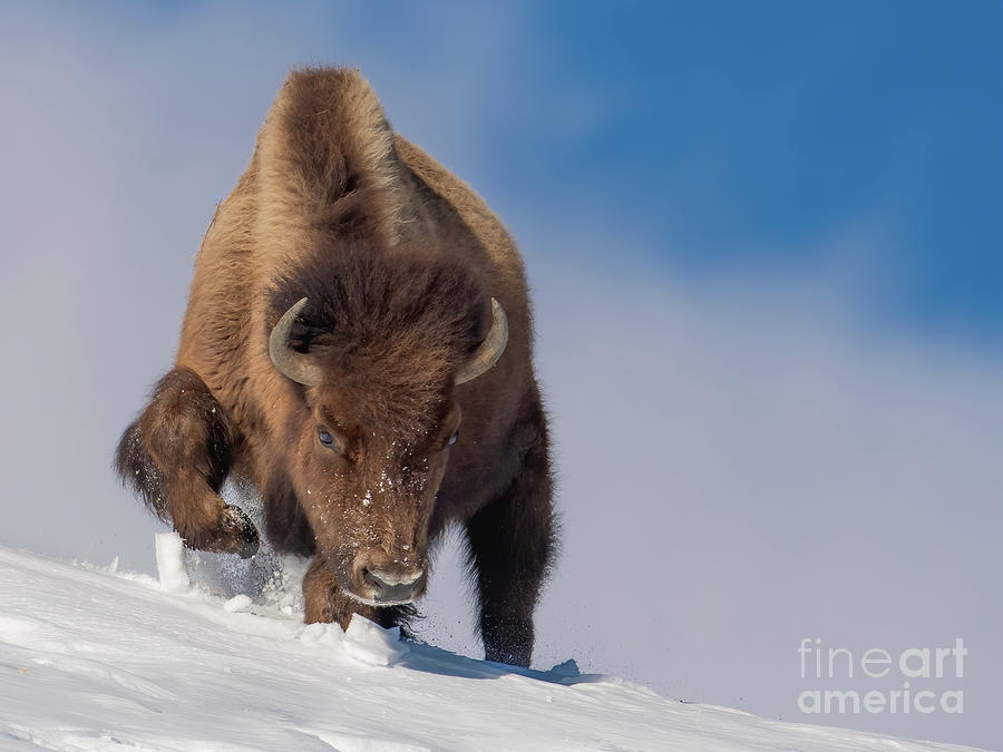 Bison Stomp Photograph by Brad Schwarm