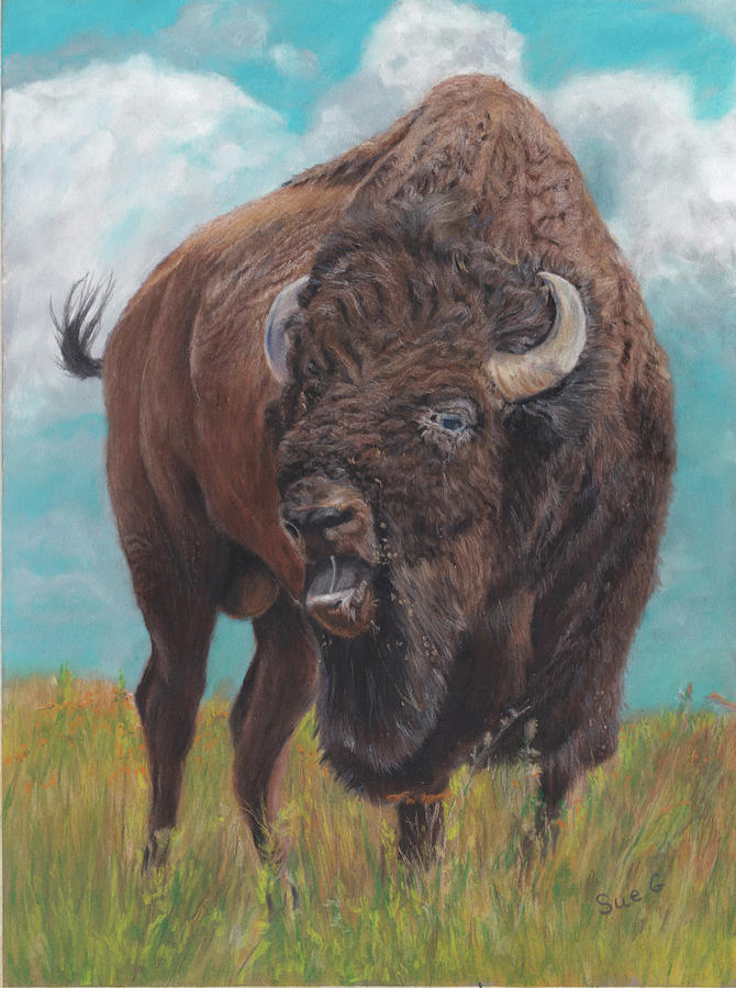 Bison Pastel by Sue Gannaway - Fine Art America