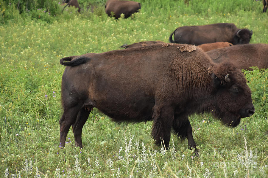 Bison Swishing His Tail in a Meadow Photograph by DejaVu Designs - Fine ...