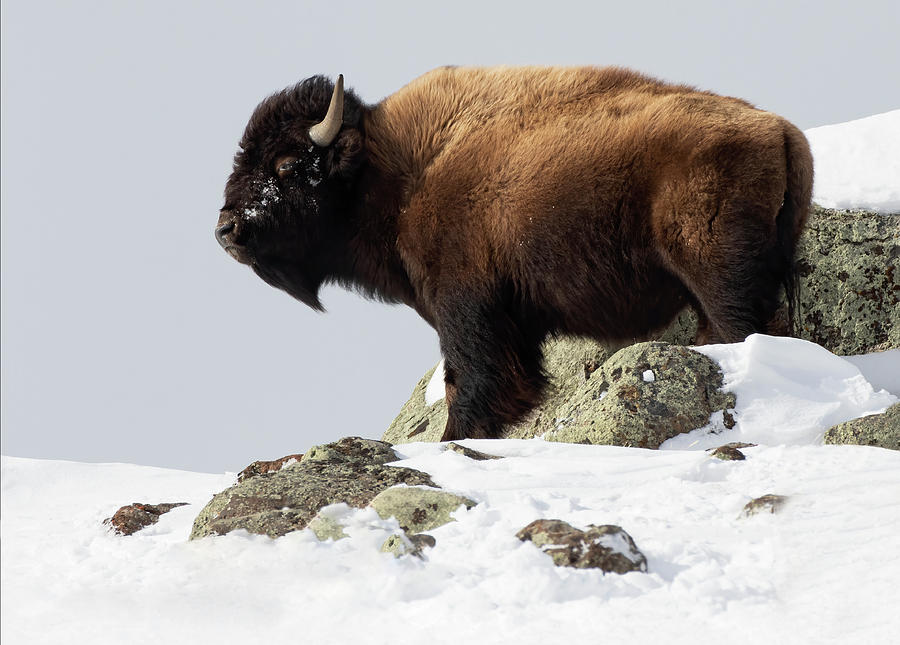 Bison Tall Photograph by Art Cole
