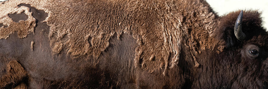 Bison Texture Photograph by Mary Hone