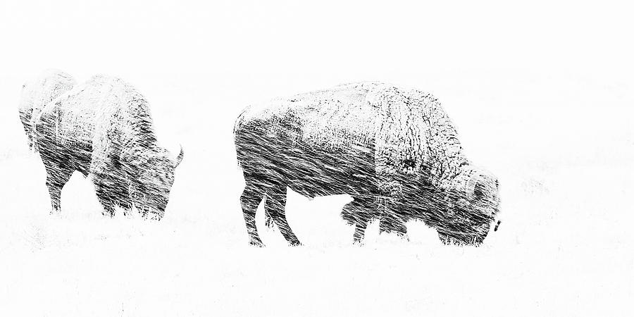 Bison Weather the Storm Photograph by Tony Hake