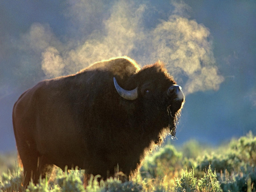 Wildlife Photograph - Bison by Tim Fitzharris