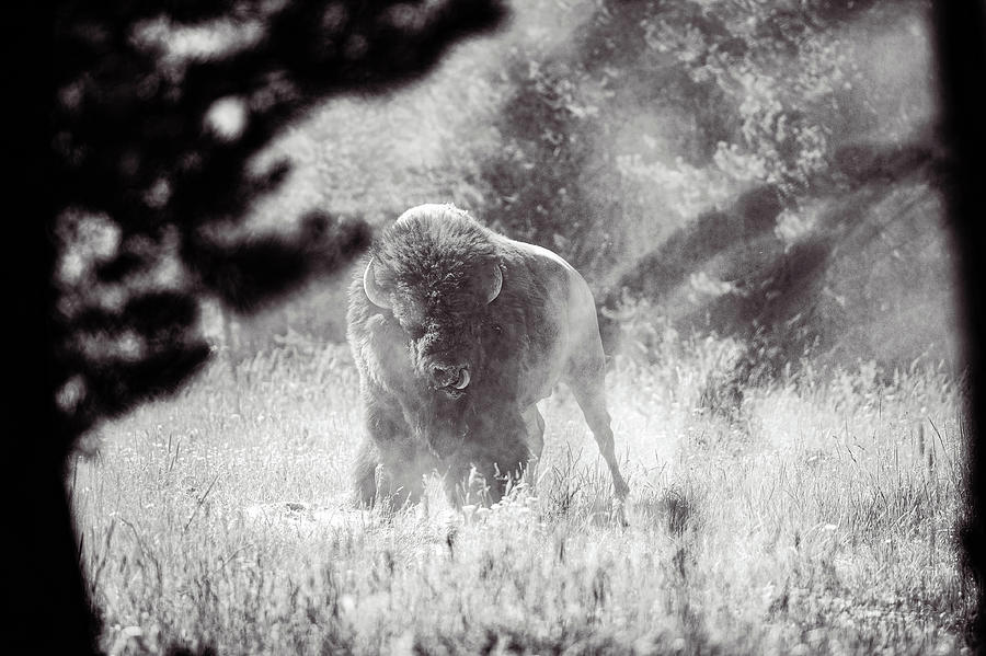 Bison Tough Photograph by Greg Wyatt