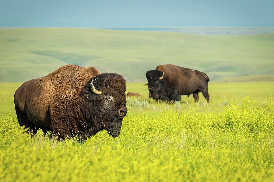 Bison Photograph by Tracy Munson