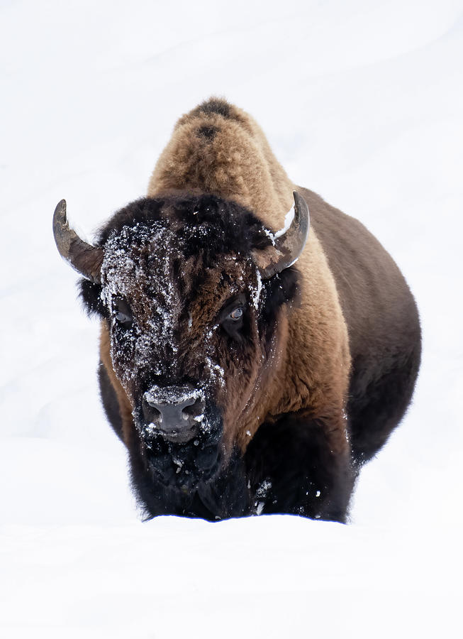 Bison Trudging Through the Snow Photograph by Julie Barrick