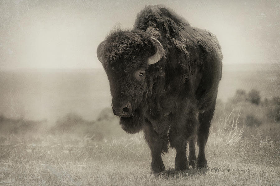 Bison vintage style  Photograph by Ann Powell