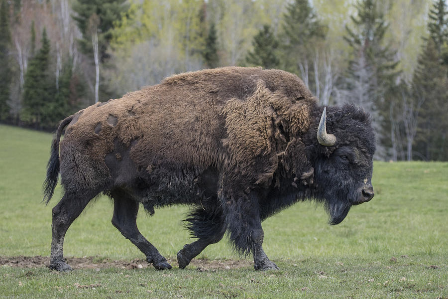 Bison Walking Photograph by Gail Shotlander