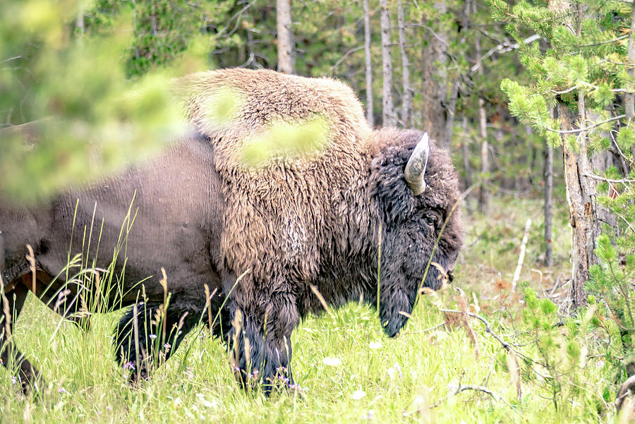 Bison Walking In Yellowstone National Park  Photograph by Alex Grichenko