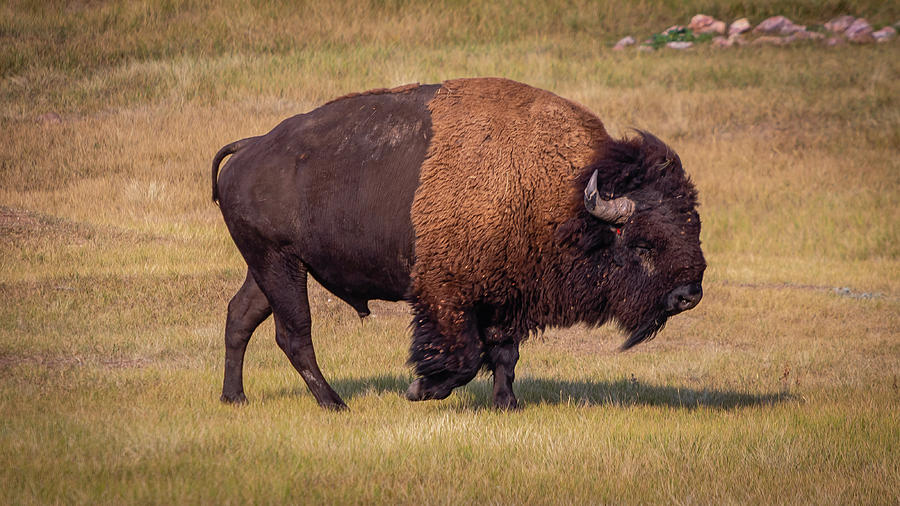 Bison Walking Photograph by Nicholas McCabe