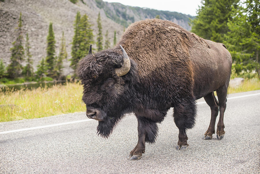 Bison walking on road, Yellowstone National Park, Wyoming, USA Photograph by Wonwoo Lee