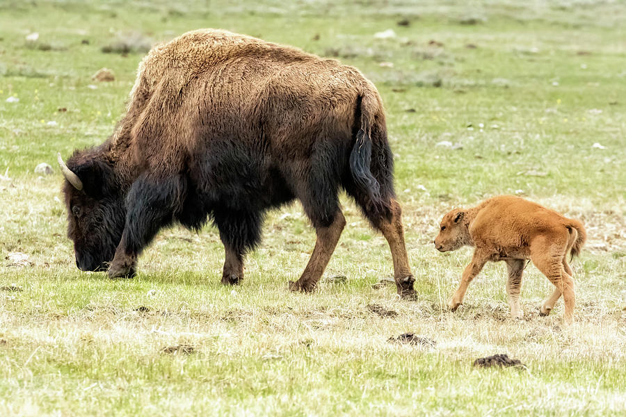 Bison with Calf in Yellowstone Photograph by Belinda Greb