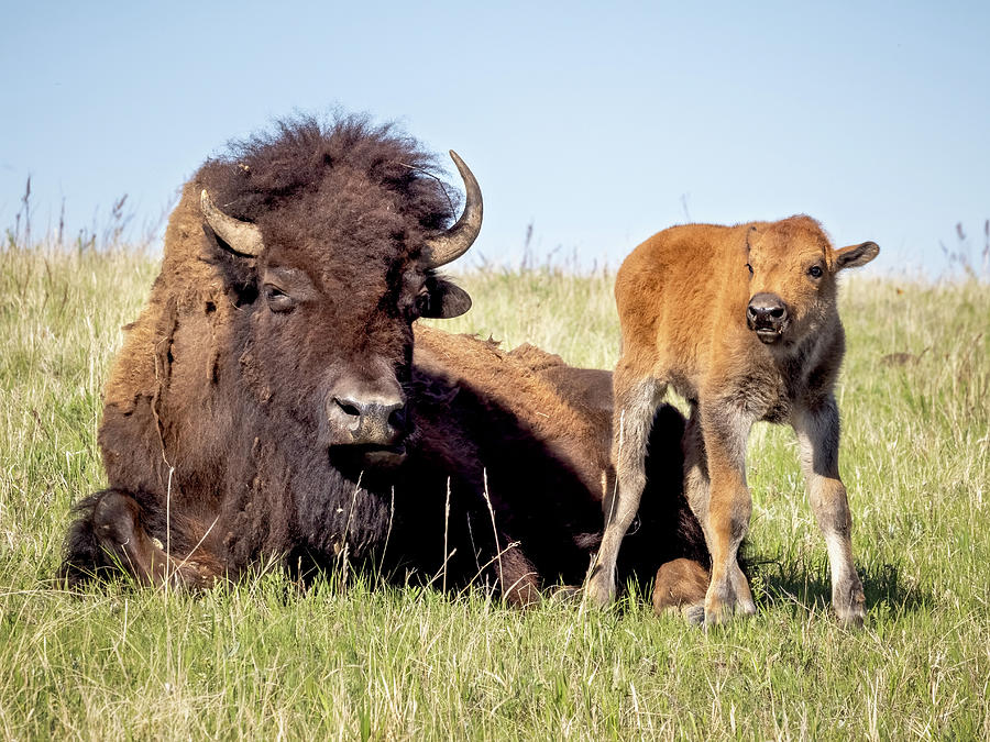 Bison with new calf Photograph by Jack Bell