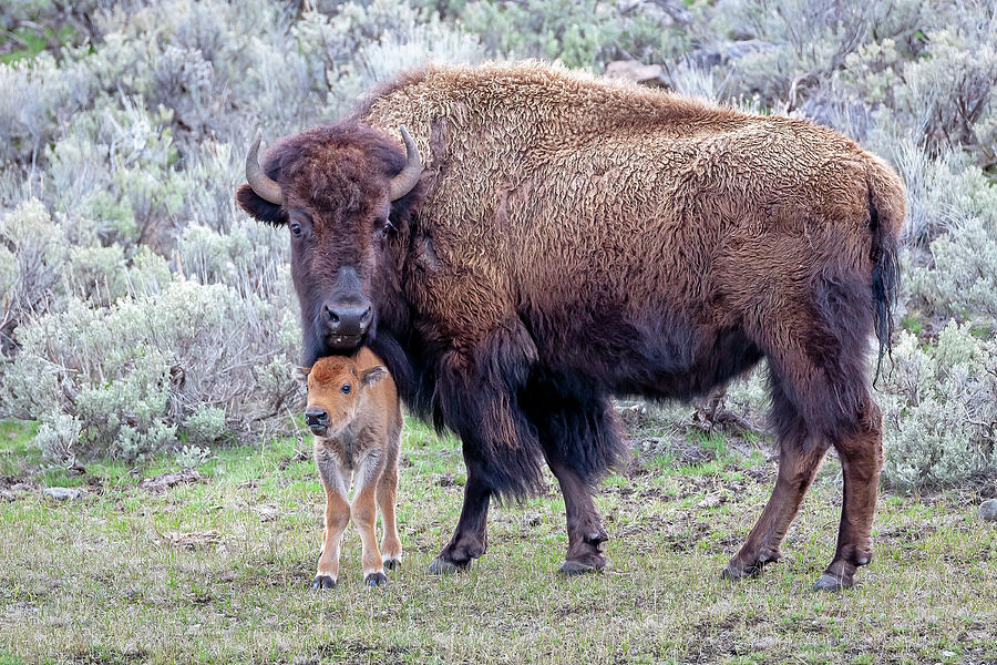 Bison with Newborn Calf Photograph by Jack Bell