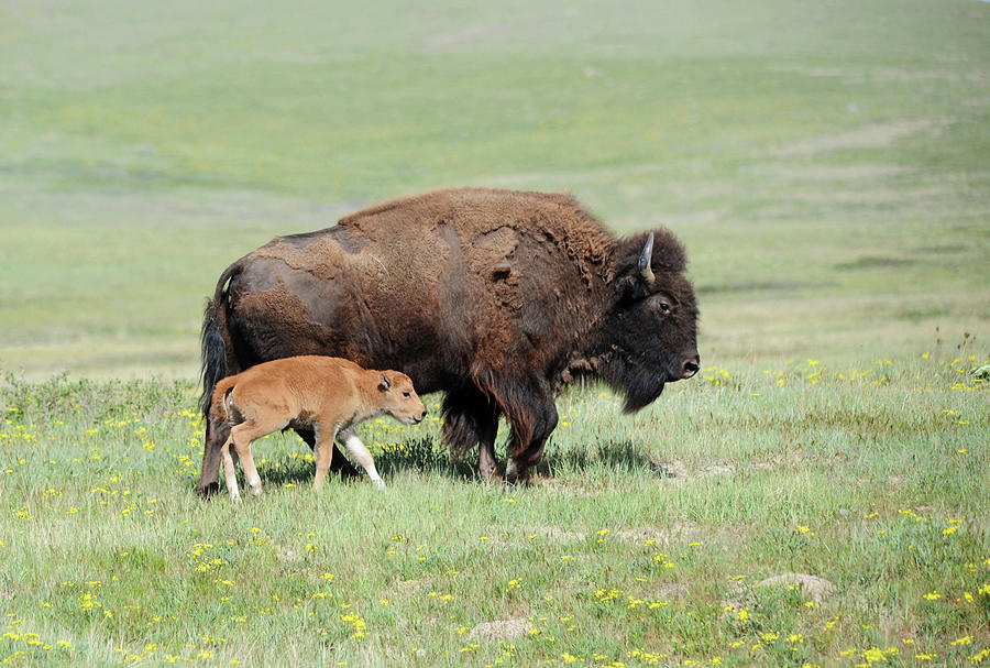 Bison with Red Dog Photograph by Whispering Peaks Photography - Fine ...