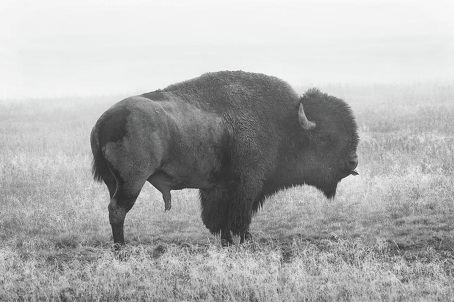 Bison Yellowstone National Park Black And White Photograph by Ram Vasudev