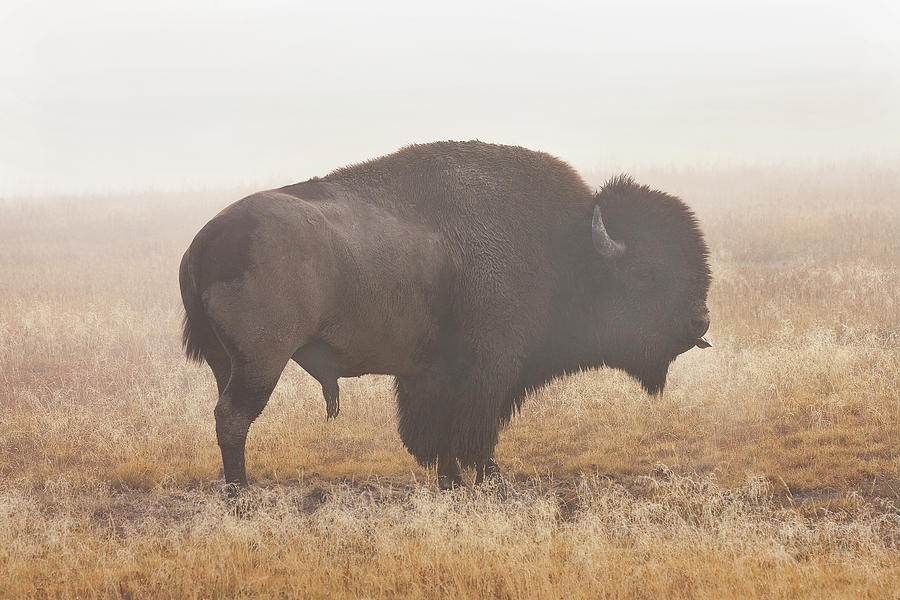 Bison Yellowstone National Park Photograph by Ram Vasudev