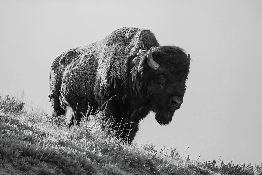 Bison, Yellowstone National Park Photograph by The Yellowstone Collection Bison, Yellowstone National Park Photograph by The Yellowstone Collection