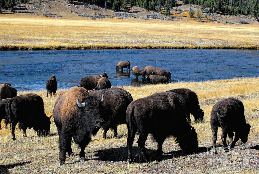 Scenic Photograph - Bison, Yellowstone Ntl Park by Rosanna Life